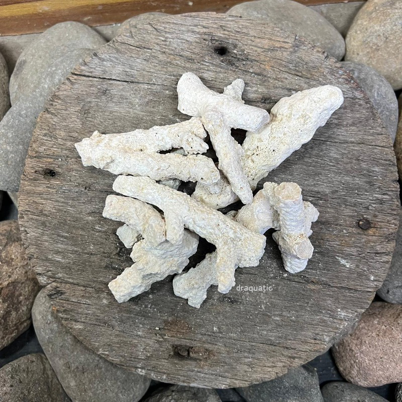 Batu Karang Jahe | Karang Jahe Media Filter Aquarium Aquascape