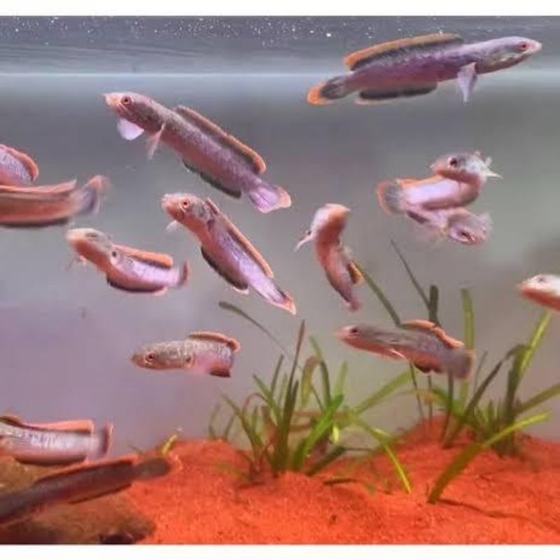 limbata lawu rim api 3-5cm