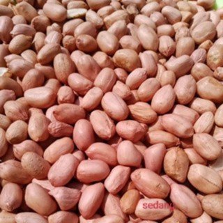 

Kacang Tanah Mentah ukuran sedang 250gr