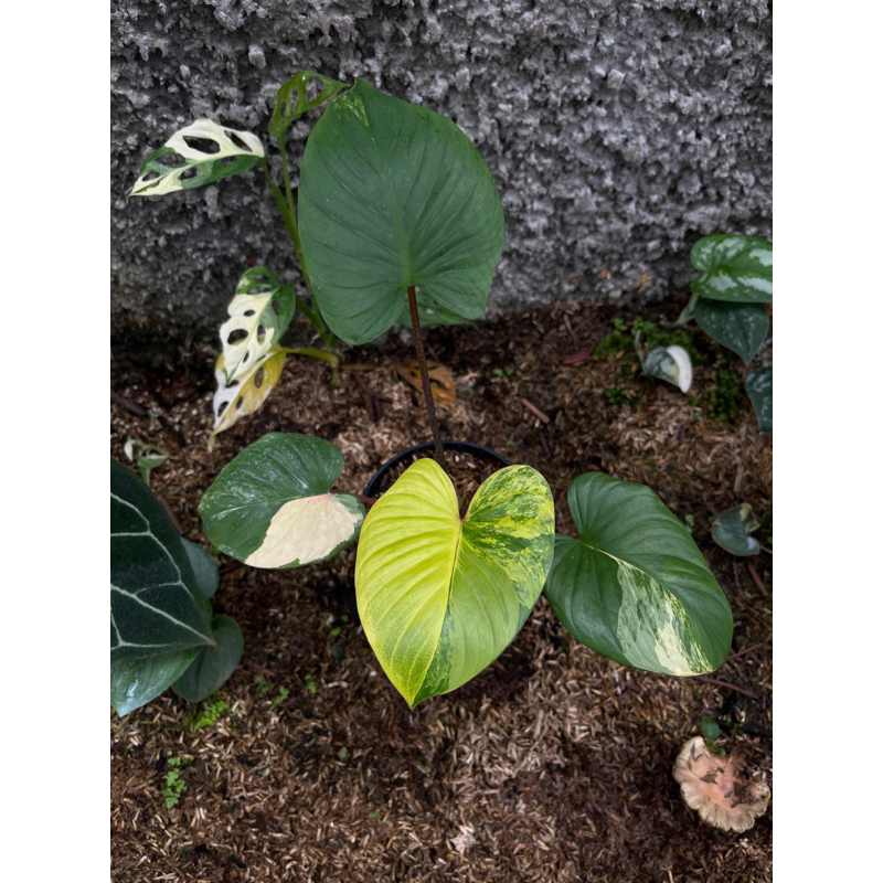 homalomena rubescens variegata