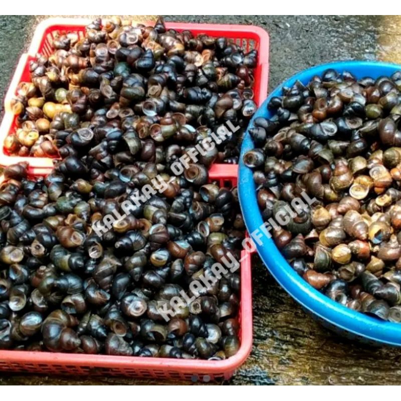 Siput Sawah Segar 1 kg, Tutut / Siput Sawah Hidup