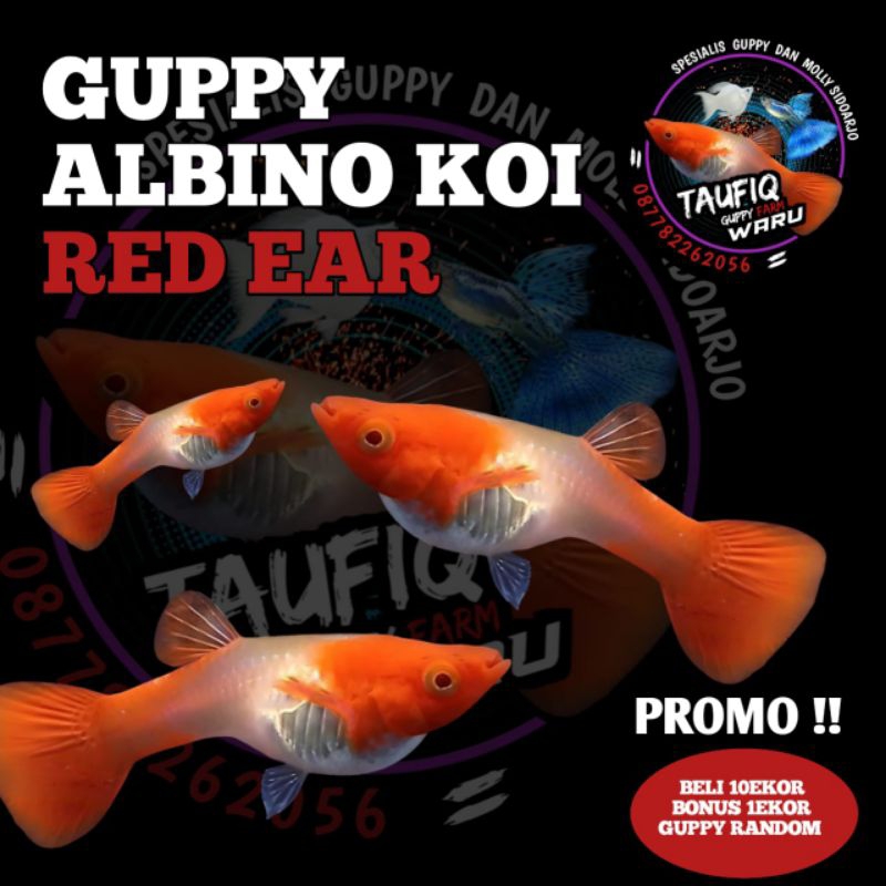 GUPPY ALBINO KOI RED EAR DEWASA