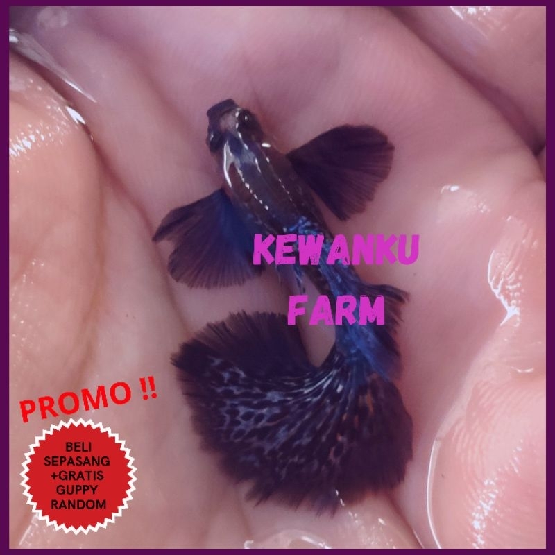 

Gambar Guppy Purple Dragon Dumbo Ear Grade A Sepasang