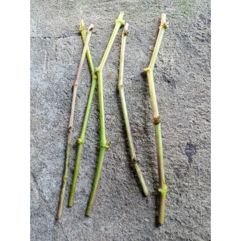 PAKET ENTRES ANGGUR IMPORT BANYAK VARIAN MULAI YG MURAH DAN NINGRAT