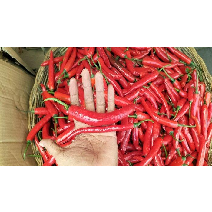 

cabe merah tw besar 250gr
