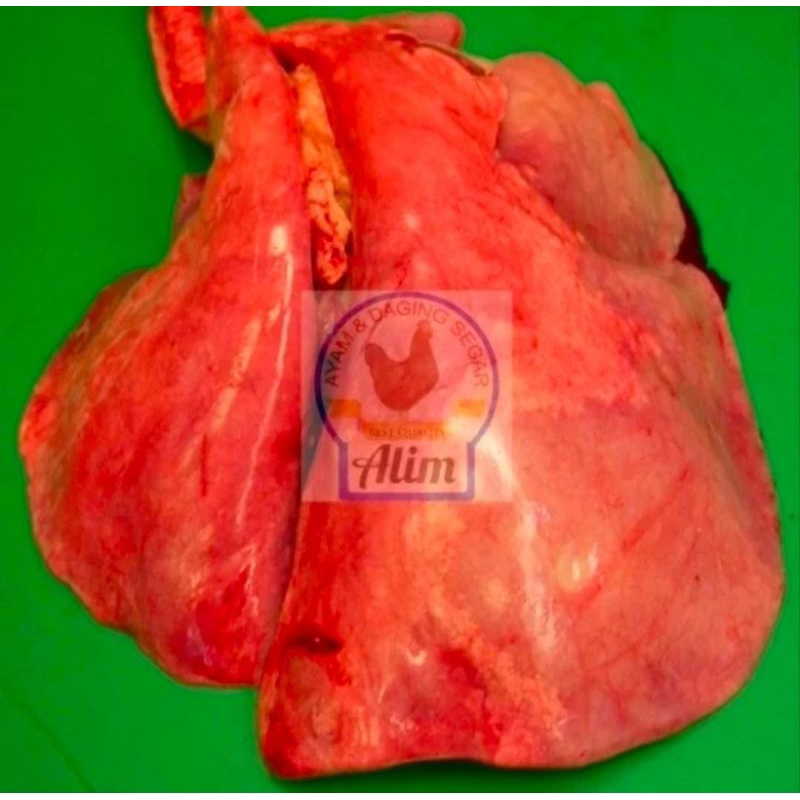 

Paru Sapi Segar (Fresh Beef Lungs)