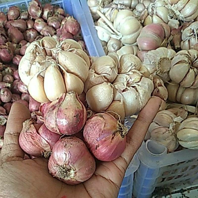 

BAWANG PUTIH MIX BAWANG MERAH 1KG ( ½baput ½bamer)