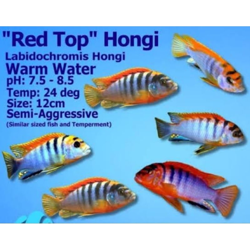 Red top hongi cichlid mbuna