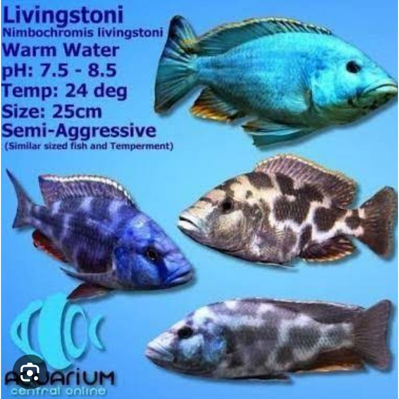 Livingstoni cichlid