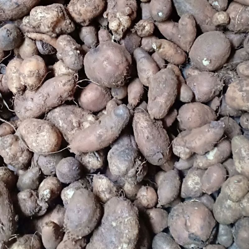 kentang Hitam/kentang Rambut hitam/kentang sehat 1Kg