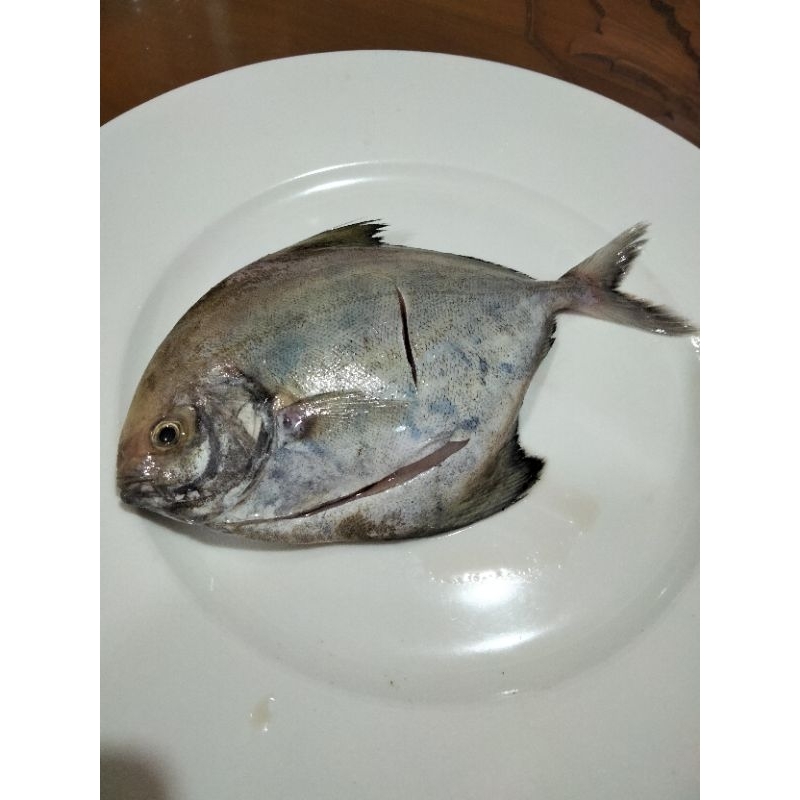 

ikan dorang Frozen