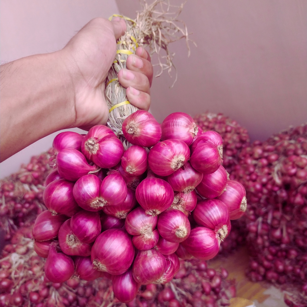 

Bawang Merah Probolinggo Asli 1 ikat 0,5 kg KUALITAS TERBAIK