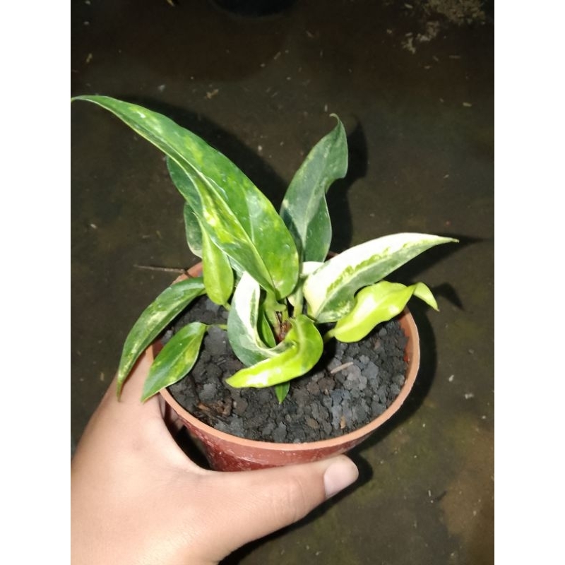 gelombang cinta varigata