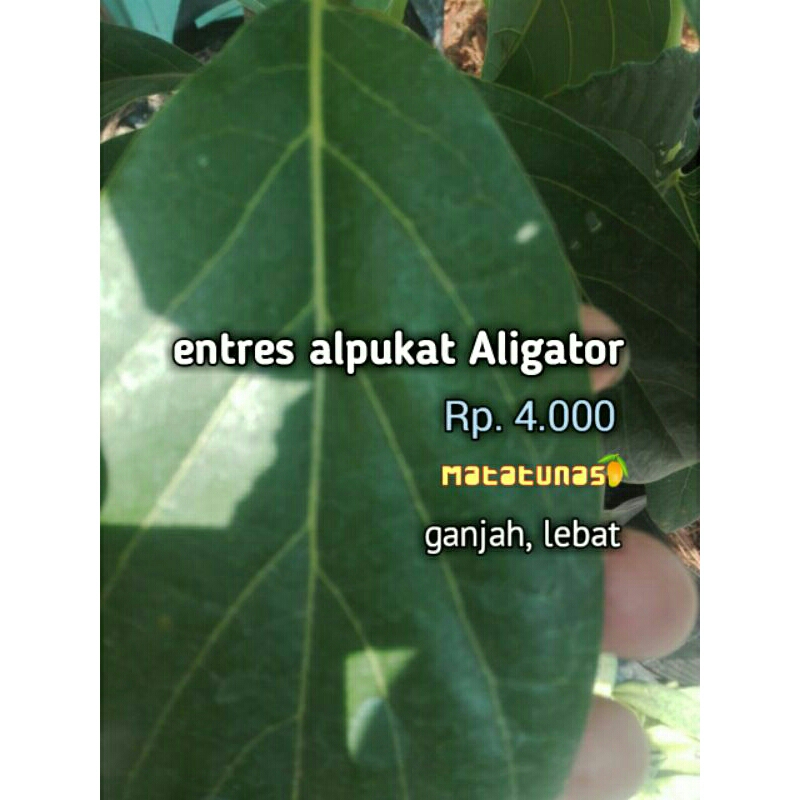 entres alpukat aligator besar