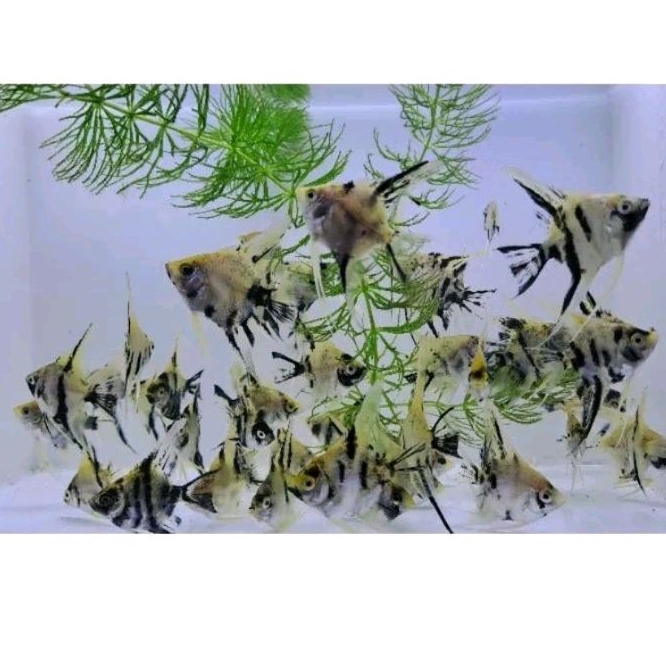 IKAN HIAS MANFISH AQUASCAPE