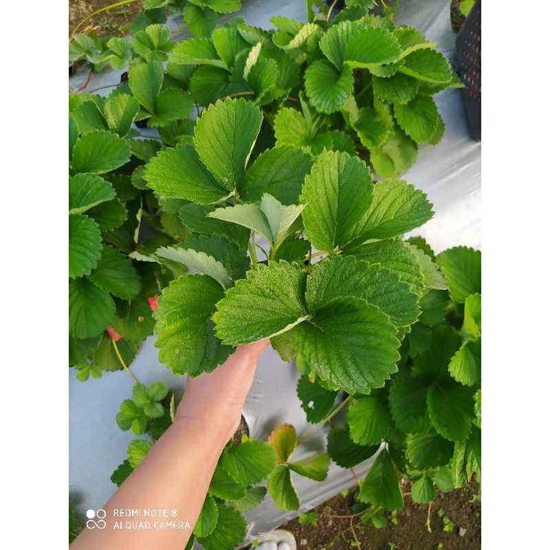 Bibit Strawbery Manis sagahonoka