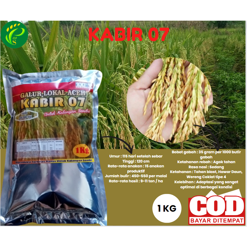 Biji Padi Kabir 07 Bibit Padi Unggul 1kg