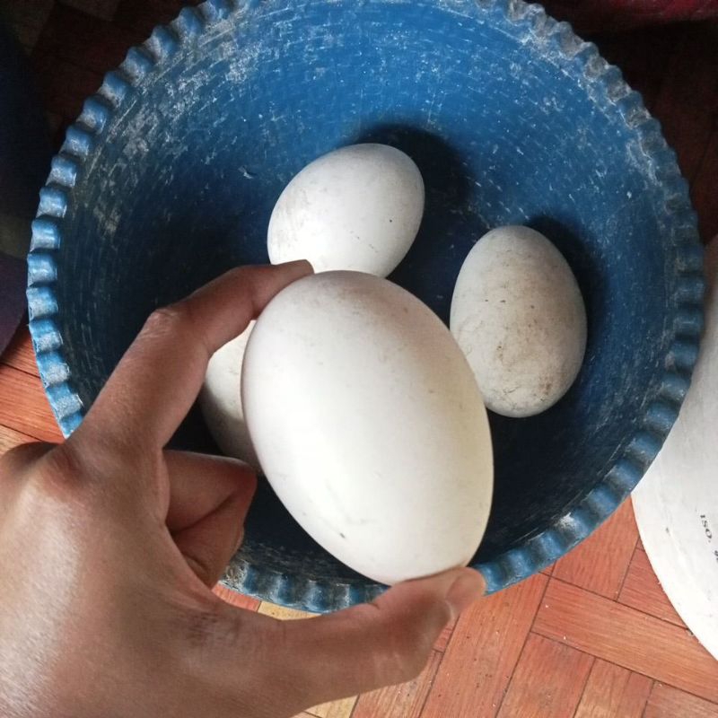 

telor angsa fresh buat jamu