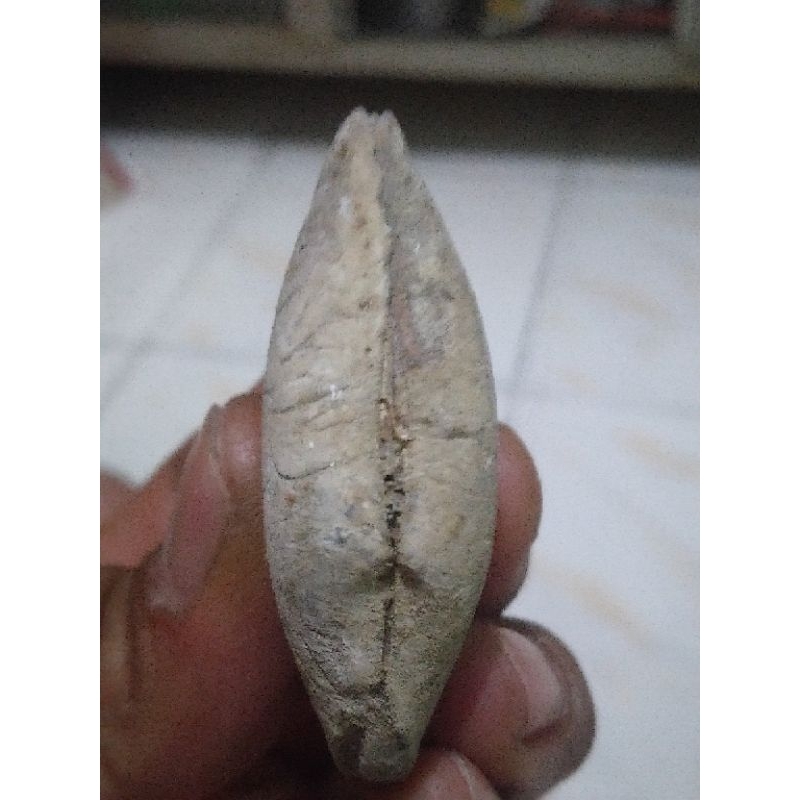 batu fosil fossils stone posil kerang laut kijing bungkem asli alam motif pamor jalasutra antik unik