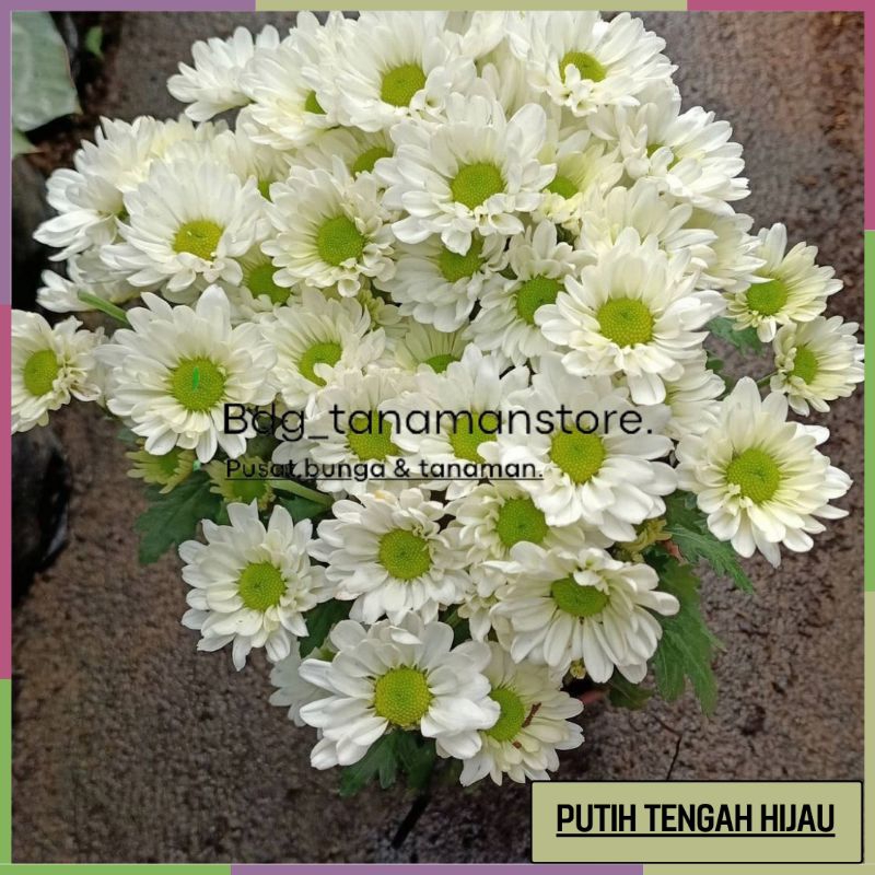 TANAMAN BUNGA KRISAN SERUNI ASTER WARNA PUTIH TENGAH HIJAU