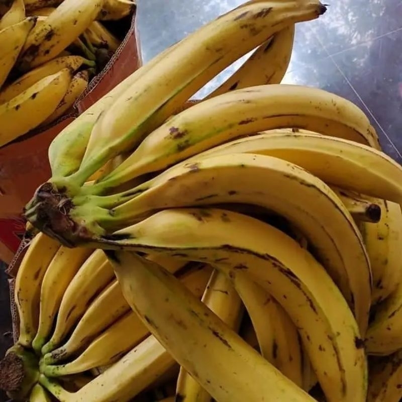 Bibit Pisang Tanduk Super