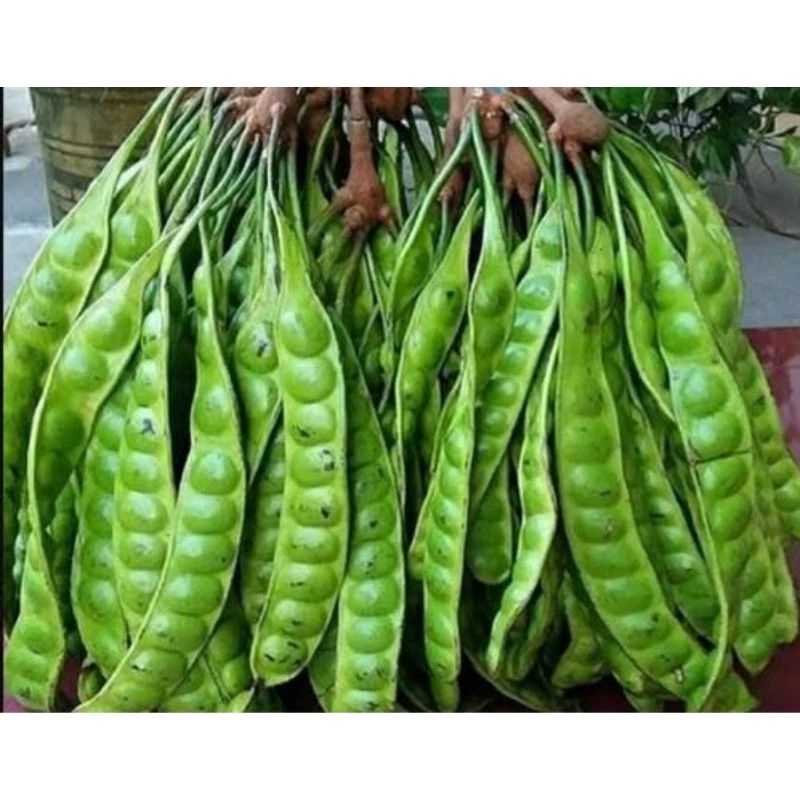 Bibit Pete / Petai Super Besar Hasil Okulasi Asli Cepat Berbuah