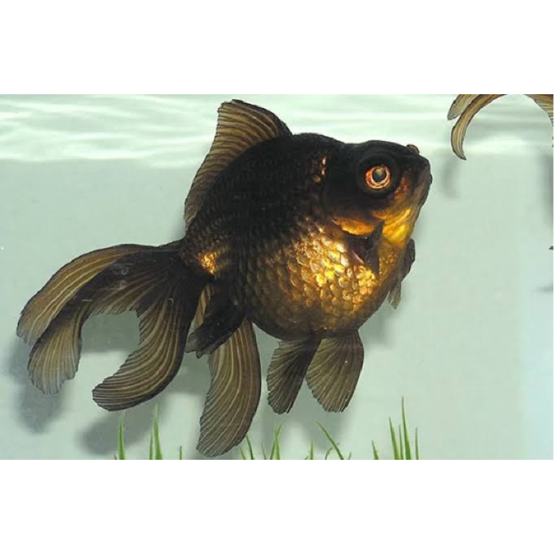 Pewangi oranda black