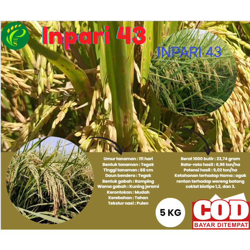 Benih Padi Unggul Inpari 43 (5KG)