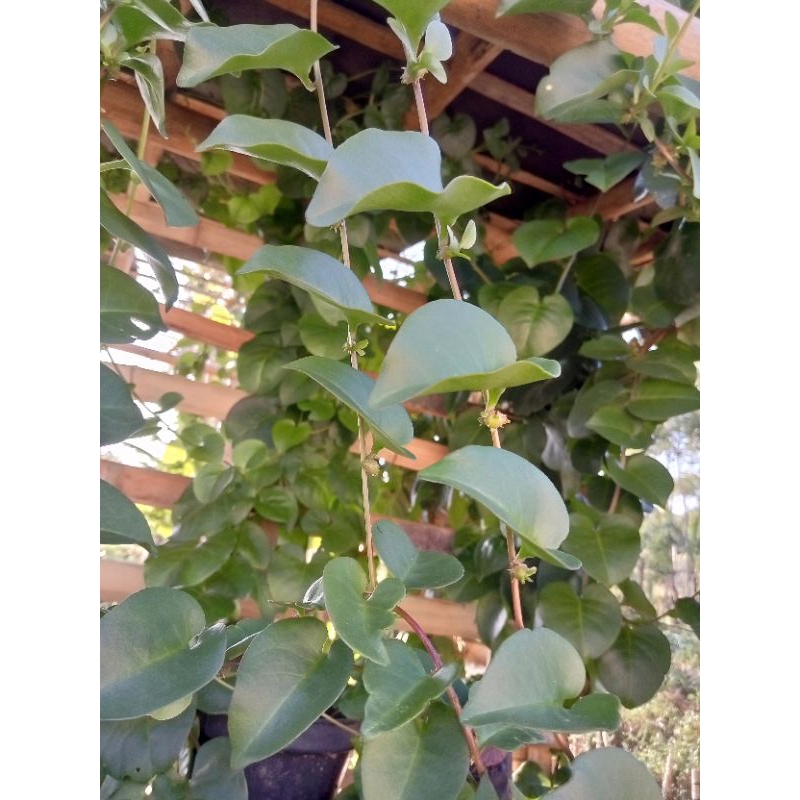 

daun binahong segar 100 gram