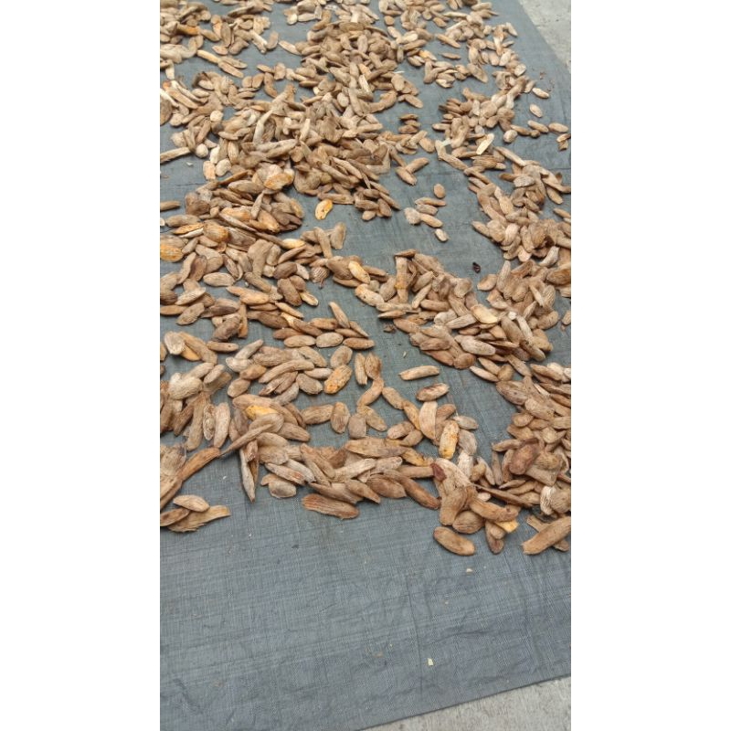 

biji mangga kering 1 kg