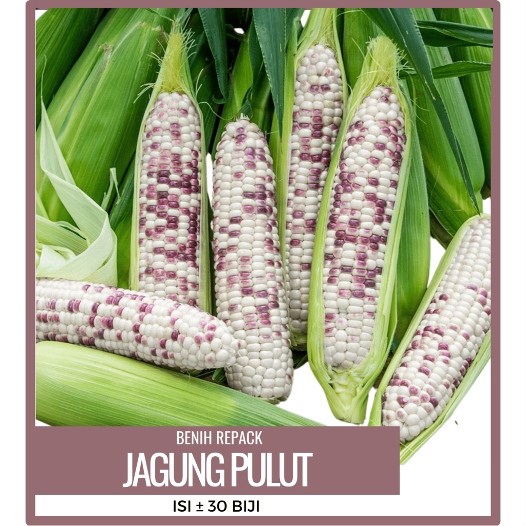 BENIH BIBIT JAGUNG PULUT UNGU PUTIH RASANYA F1 ISI 30 AN KEMASAN REPACK ZIP LOCK