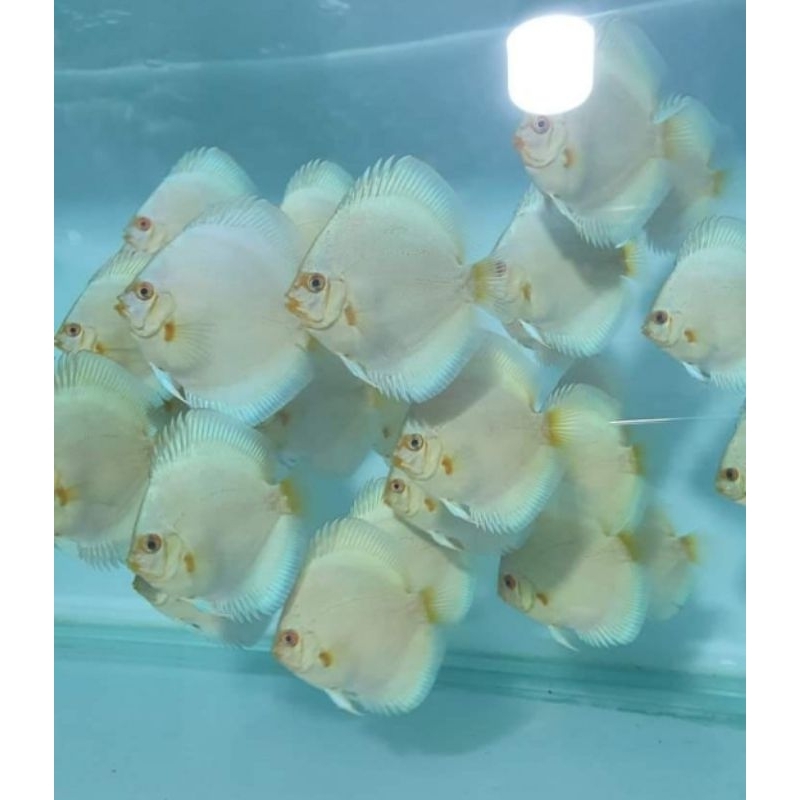 

ikan discus blue diamond 3 inch & 4 inch