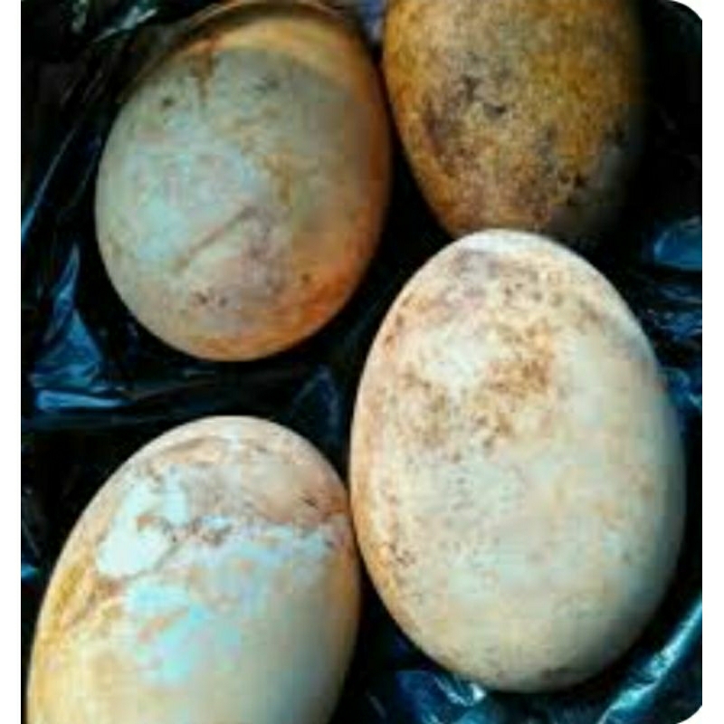 

Telur Angsa Gagal Tetas