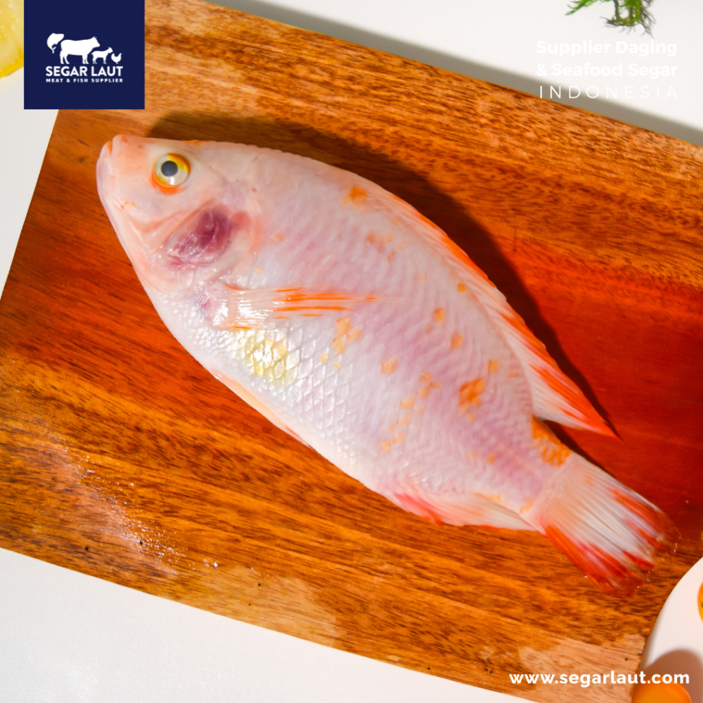 

Ikan Nila Merah | Red Tilapia | Fresh & Segar