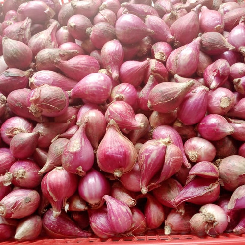 

Bawang Brebes asli satukilo