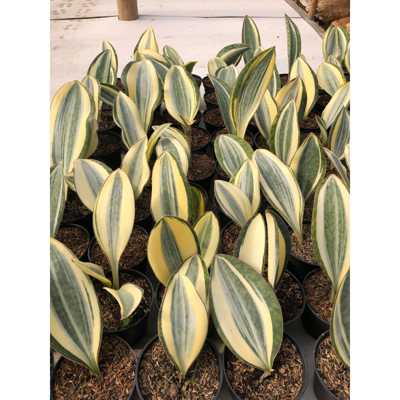 Sansevieria Masoniana Giant Varigata Putih