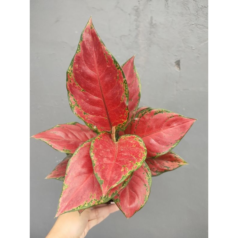 Aglaonema Black Maroon