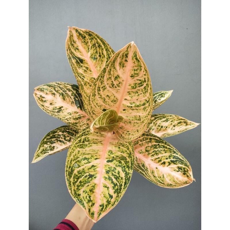 Aglaonema Widuri Orange