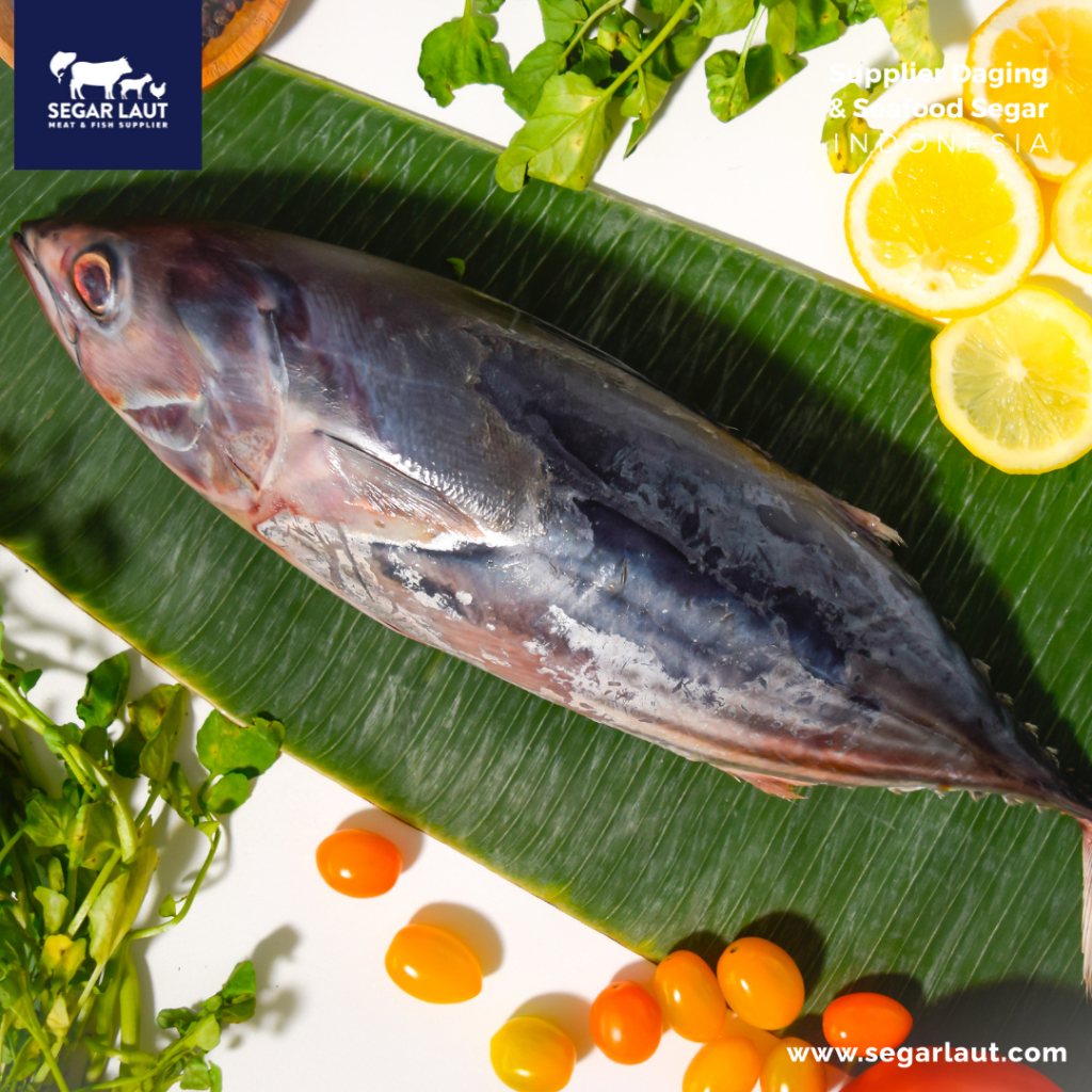 

IKAN TONGKOL ABU | FRESH FROZEN & SEGAR