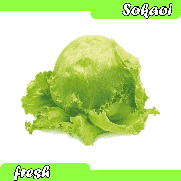 

SELADA BULAT SELADA SEGAR