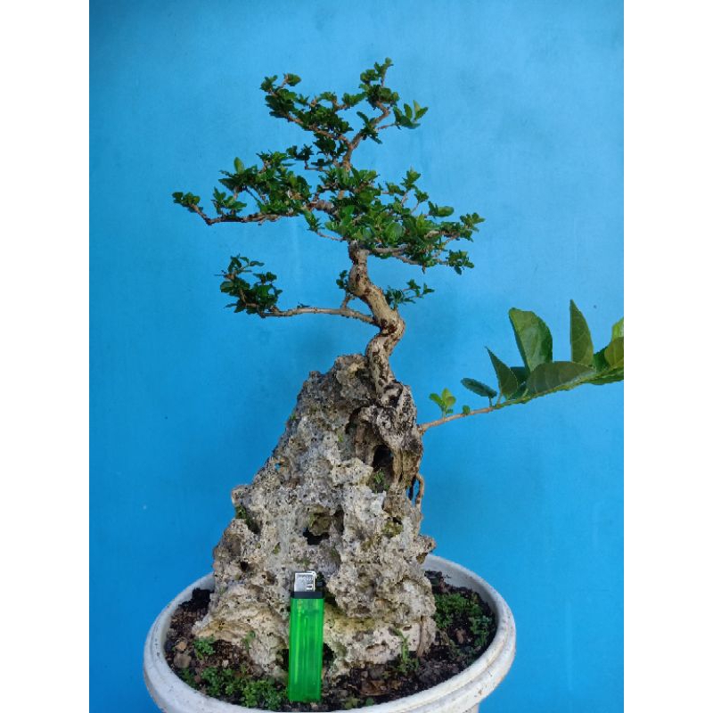 Bonsai Wacang | Bonsai Sancang | Wacang OTR