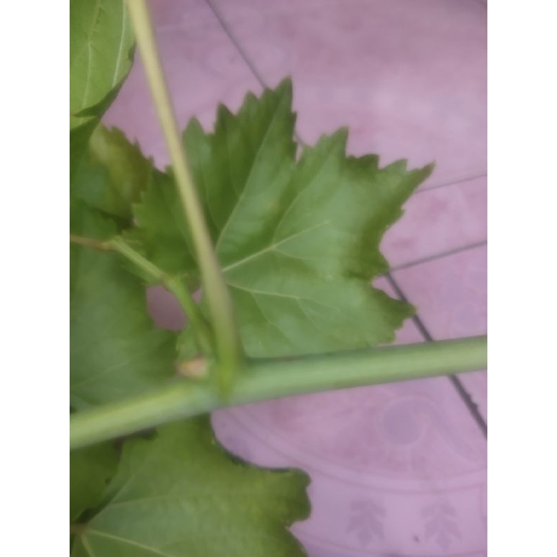 entres anggur import