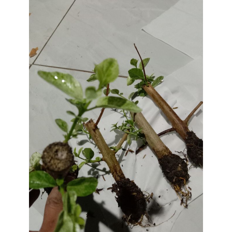 Bahan Bonsai Sancang Varigata Stek