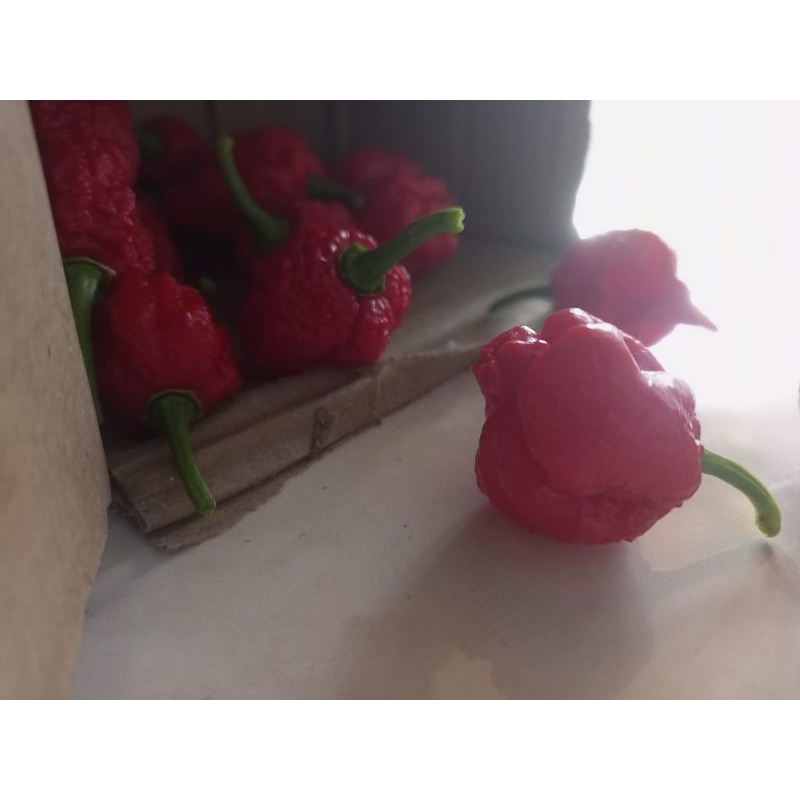 

Carolina Reaper