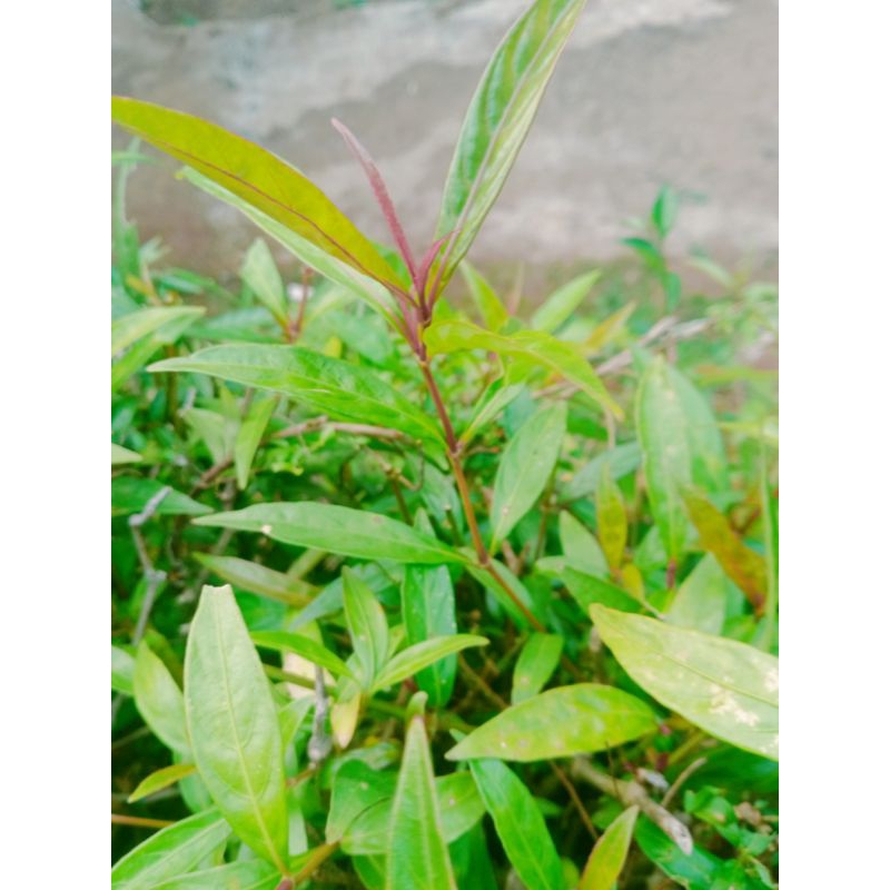 Daun Prasman Gandarusa 1kg