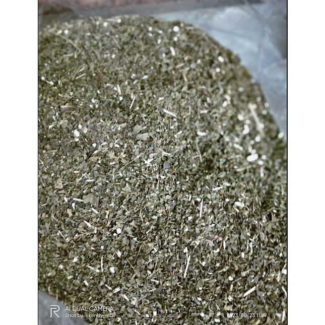 

Bubuk daun kirinyuh kering / Serbuk daun marongge kering / tepung daun kopasanda kering