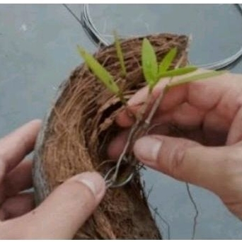 SABUT SERABUT KELAPA KERING