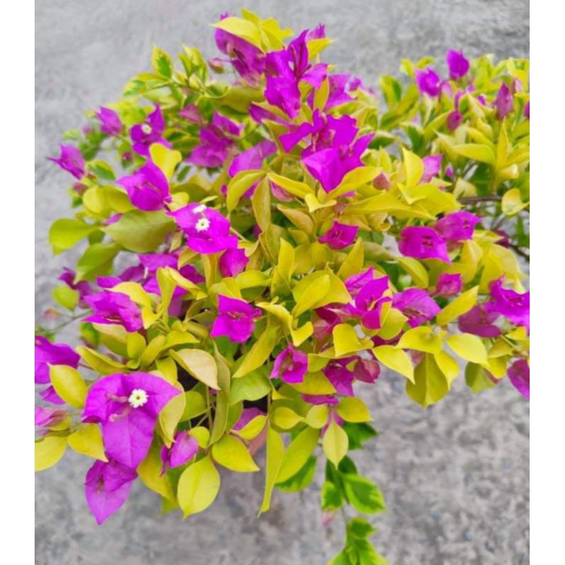 Bugenvil varigata daun kuning