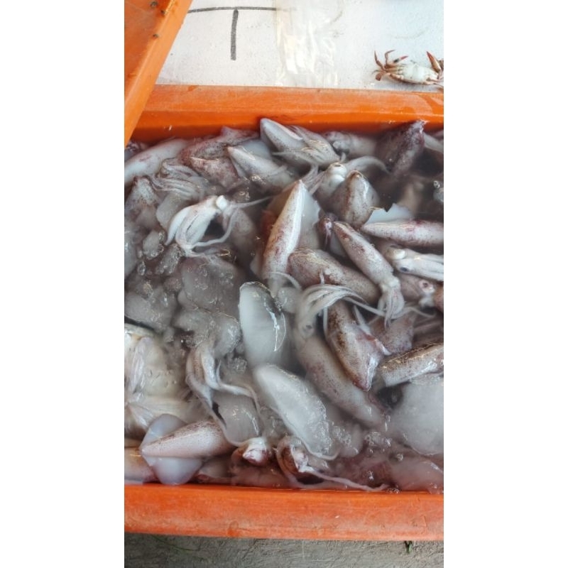 

cumi cumi 800gram remaja