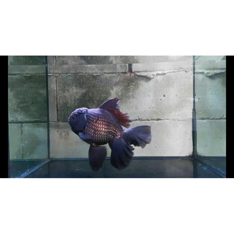 Mas Koki Oranda Super Jumbo Black